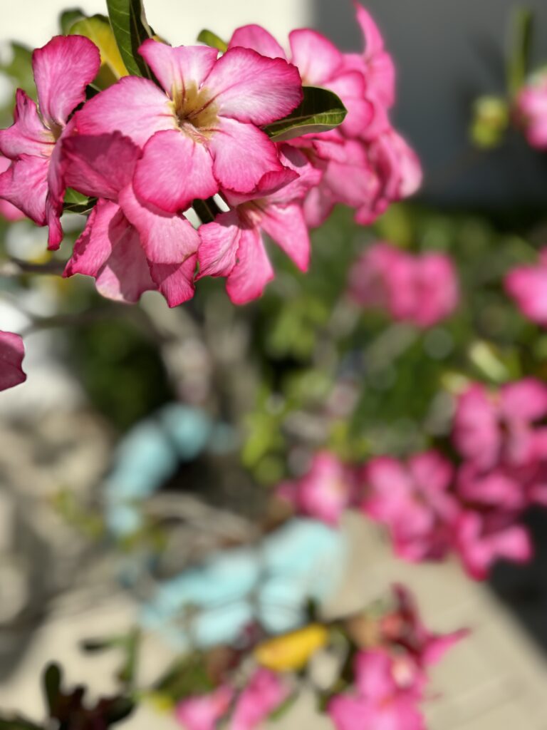 Be gone, gray clouds! The tropical beauty of the Desert Rose is in bloom during the holiday season in the Florida Keys. 